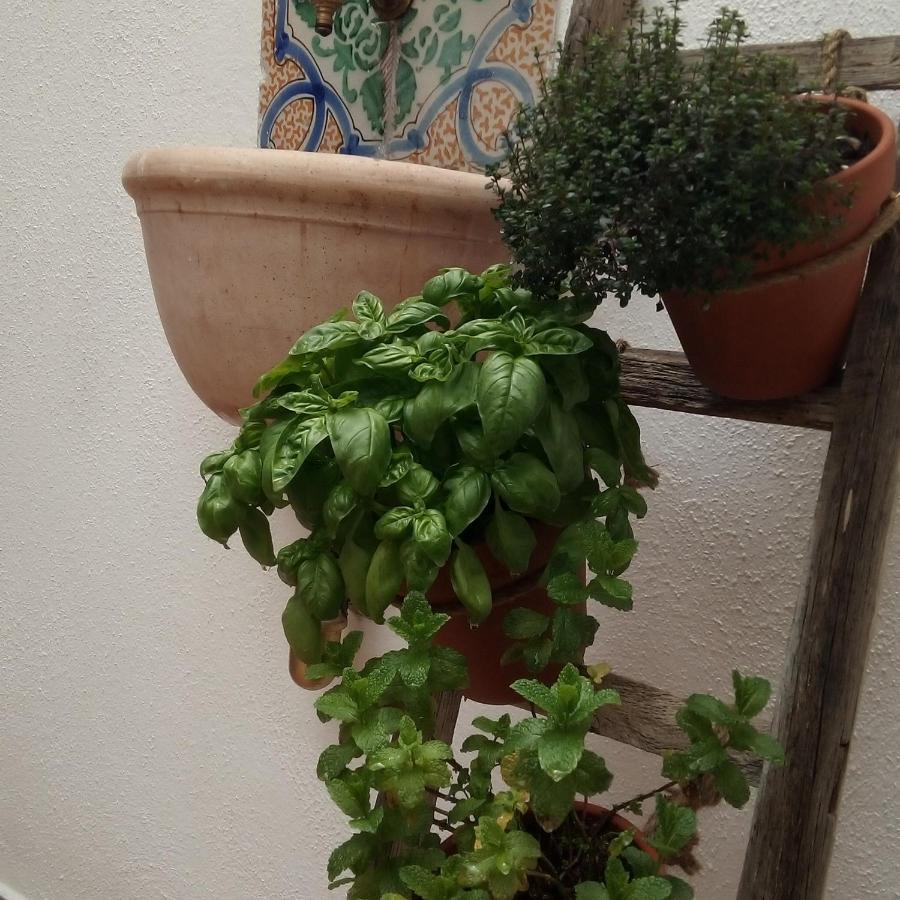 شقة Il Terrazzino Sul Kemonia باليرمو المظهر الخارجي الصورة